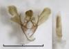 Ephestia unicolorella woodiella